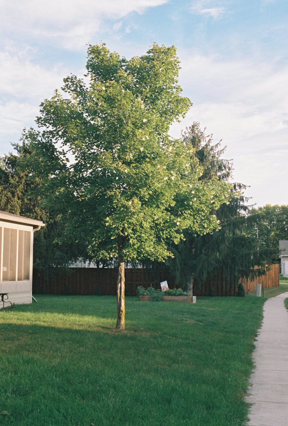 Backyard with green lawn, central tree, and screened porch.