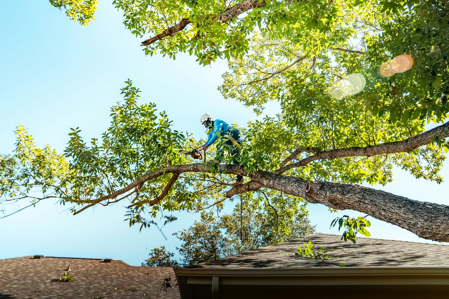 Arborist in safety gear trims branches in a large tree.