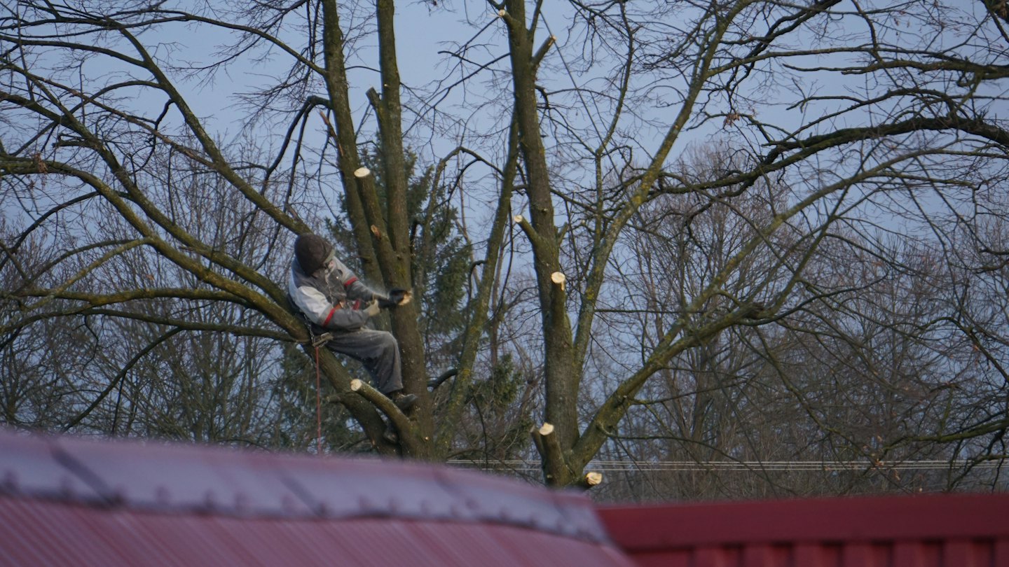 A tree surgeon pruning a tall tree with a chainsaw.