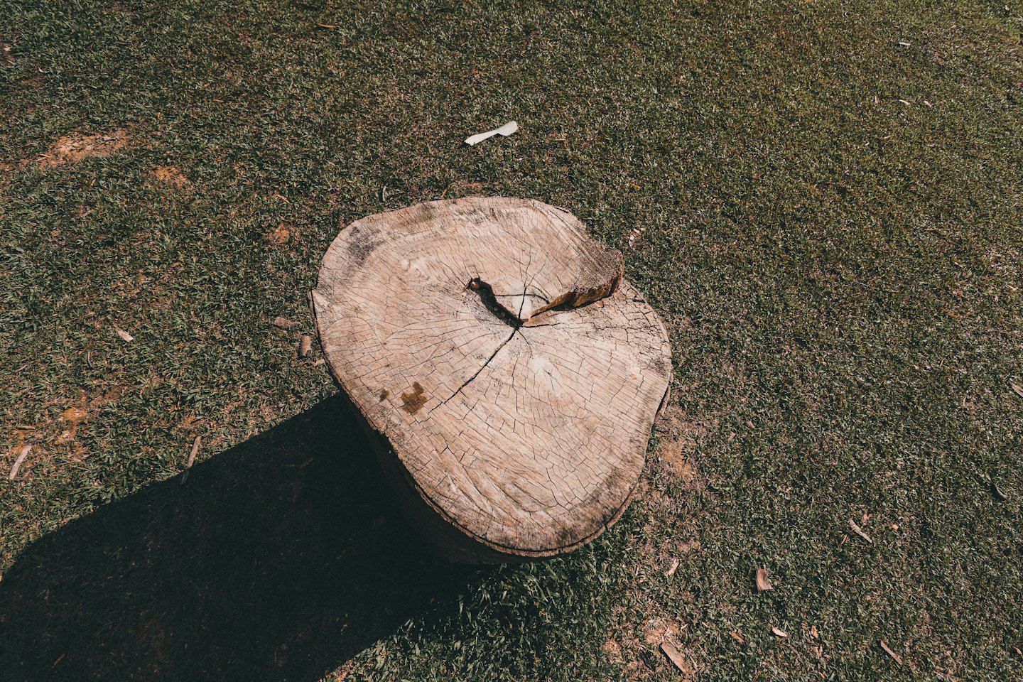 Cut tree stump with visible growth rings sits in grass.