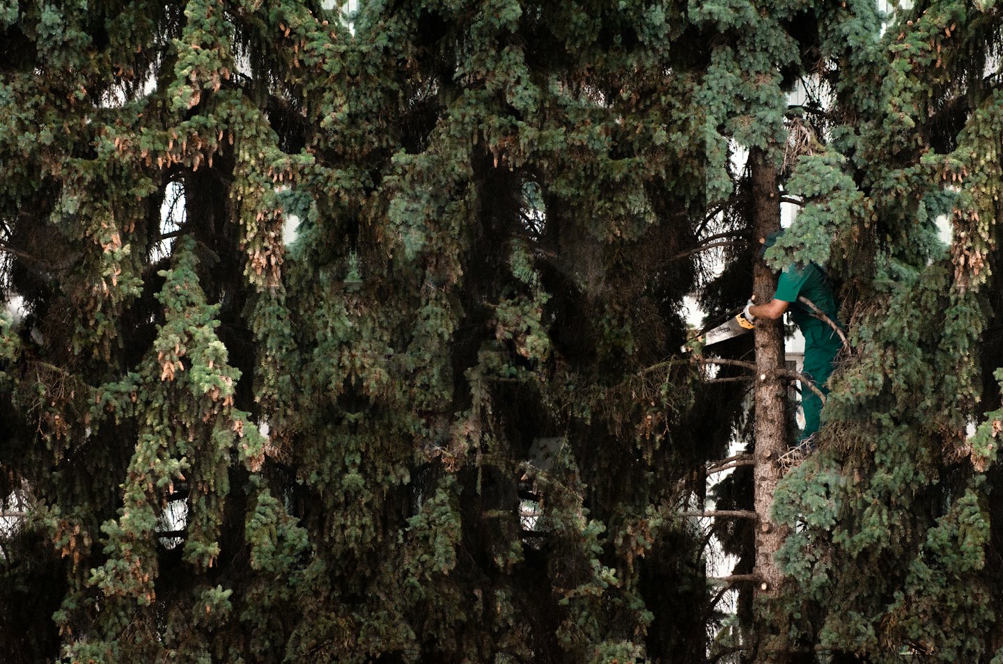 Arborist uses a chainsaw to prune a large evergreen tree.