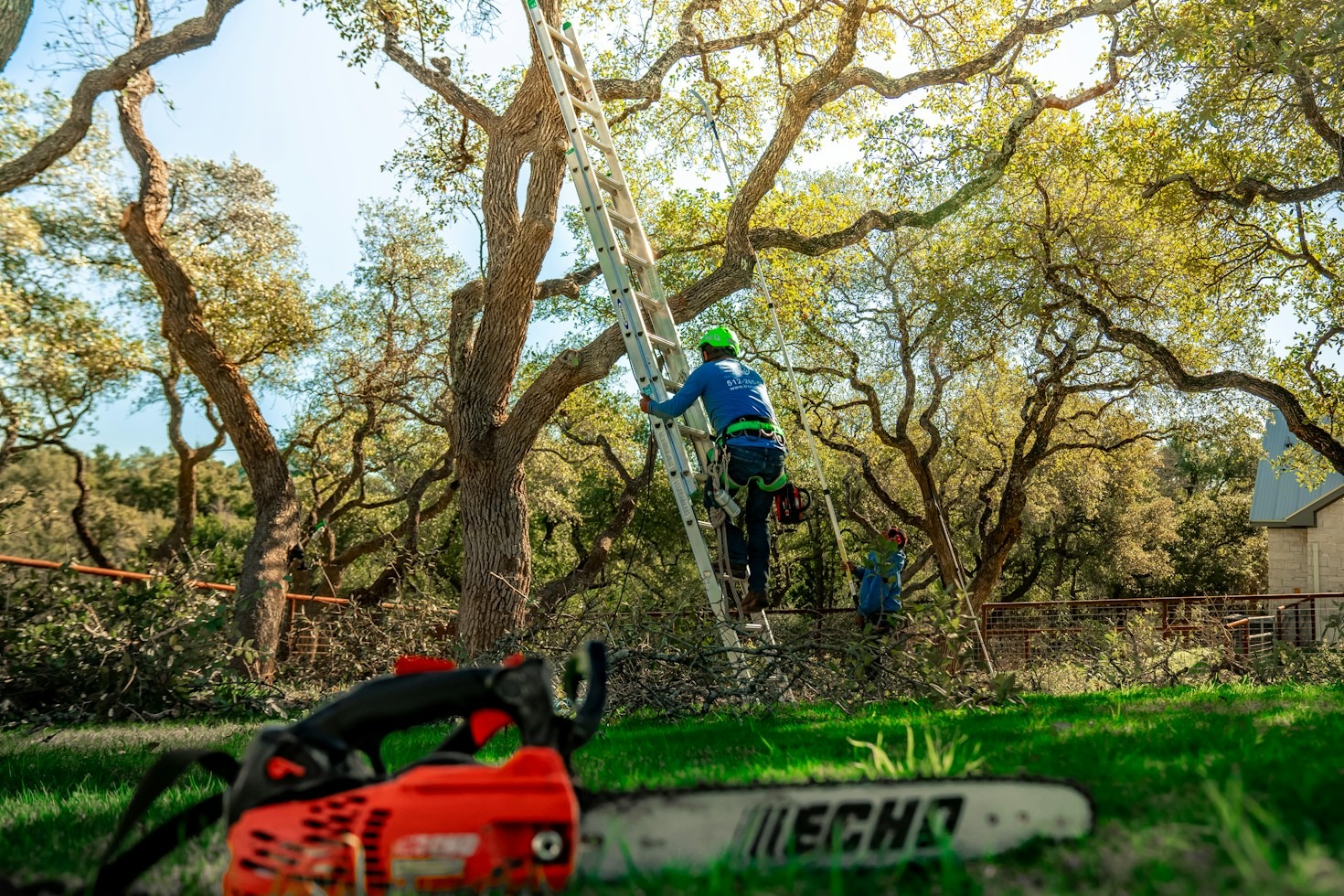 How to Choose the Right Tree Removal Service