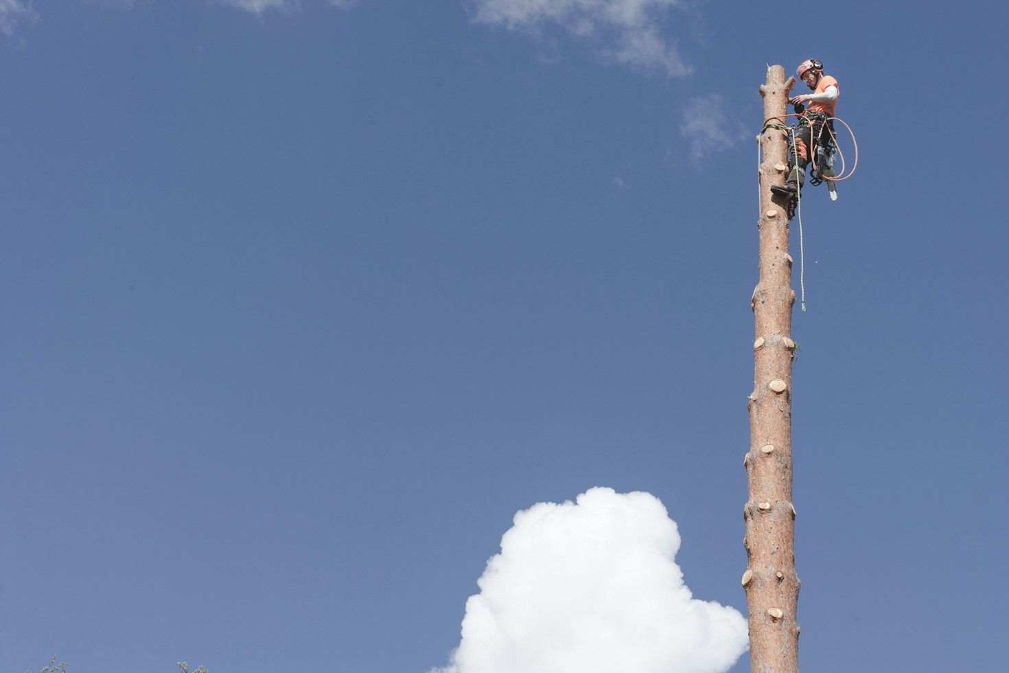 Signs Your Backyard Tree Needs Immediate Care