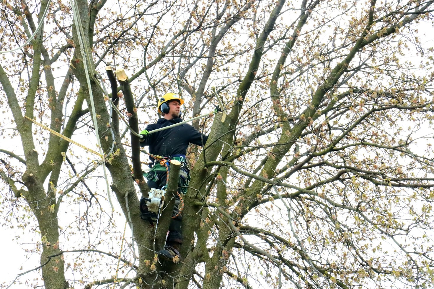 Seasonal Pruning Tips to Protect Healthy Trees