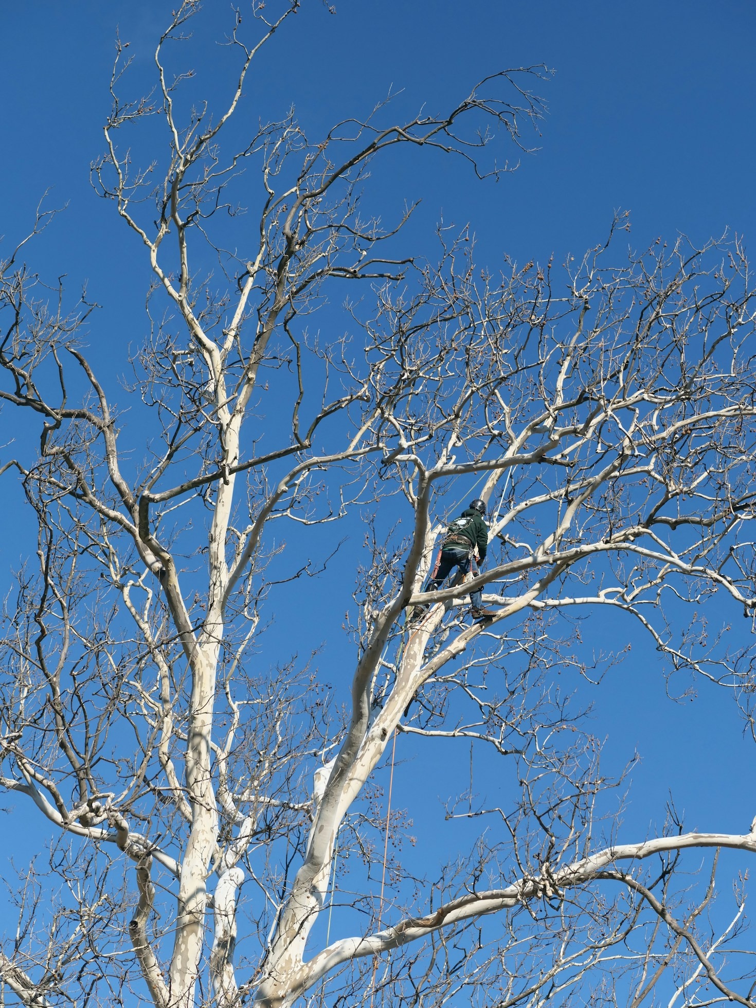 Essential Checklist for Routine Property Tree Maintenance